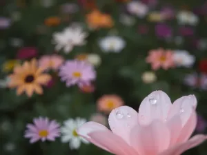 Blada cera: jaki kolor włosów najlepiej pasuje?